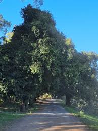 Image result for Afrocarpus usambarensis