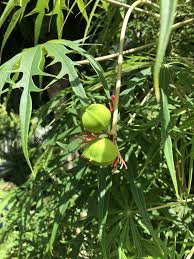 Image result for Jatropha multifida