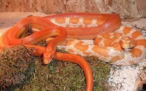 Below are the most popular corn snake morphs for sale: Corn Snake Morphs With Picture 11 Amazing Corn Snake Facts