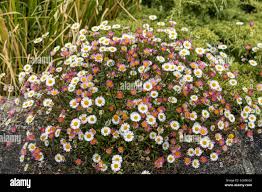 Image result for Erigeron karvinskianus