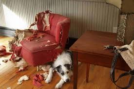 When you do find your dog chewing on an inappropriate object, interrupt him and then divert his attention to an object that is appropriate for him to chew on. What To Do If Your Dog Chews On Everything