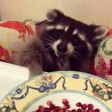Whoops Raccoons Eat Cute Animal Videos Cute Animals Puppies