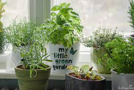 Ob wohnung oder haus, fensterbank oder abstellkammer, du kannst kräuter, gemüse und blumen überall zu hause anpflanzen. Indoor Farming Krauter Dauerhaft Kultivieren Statt Ewig Neu Kaufen
