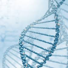 Origina da una mutazione del gene ugt1 a1 che codifica l'enzima coinvolto nel metabolismo della bilirubina. Sindrome Di Gilbert Morbo Di Gilbert Malattie Ematologia Pazienti It