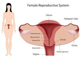 An Overview Of Blocked Fallopian Tubes Rocky Mountain Fertility Center Reproductive Endocrinologists