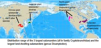 These three giants make up the family cryptobranchidae. Andrias Japonicus Explore Tumblr Posts And Blogs Tumgir