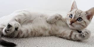 Mata merah pada anak tentu sangat mengganggu si kecil. Mengenal Penyakit Panleukopenia Pada Kucing Gejala Dan Penanganannya Halaman All Kompas Com