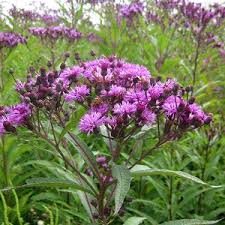 Image result for Vernonia najas