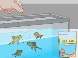 How To Treat Fin Rot 10 Steps With Pictures Wikihow