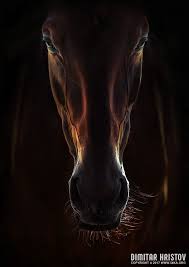 Beautiful Black And Brown Horse Portrait Of A Brown Horse Close Up Brown Horse Wild Animals Photography Animal Close Up