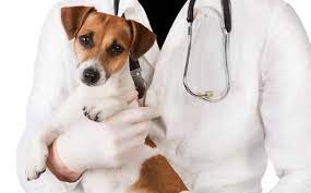 Stop by and receive information on a variety of pet topics such as vaccinations, heartworm tests, heartworm prevention and microchipping. Pin On Iranmoshavere