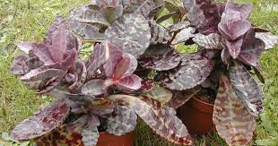 Pin On Simply Succulent