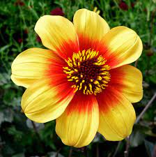 List Of Award Of Garden Merit Dahlias Wikipedia The Free Winter Flowers In Season Winter Flowers Summer Flowering Bulbs