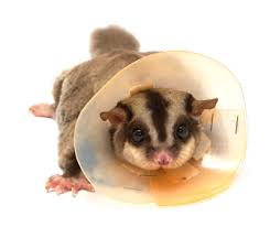 Pet Sugar Glider Health Illness