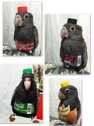 Buuuurb Parrots Cuteness Overload Funny Birds Animal Fashion