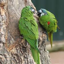 Check spelling or type a new query. Red Shouldered Macaw