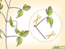 Native to china and the himalayas, the mountain clematis, very rustic, is undoubtedly thespecies the most vigorous of genre that is grown in the garden. How To Propagate Clematis With Pictures Wikihow