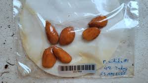 Image result for Picralima nitida