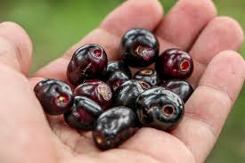 Image result for Syzygium cumini