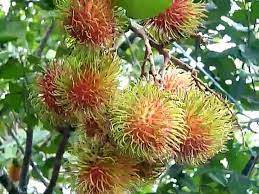 When the fruit is young, the spines which cover. Rambutan Tree Rambutan Fruit Tropical Fruits Tropical Fruits Tree Borneo Fruits Video Dailymotion