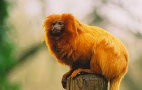 Tamarinsxc Rainforest Animals Golden Lion Tamarin Free Technology