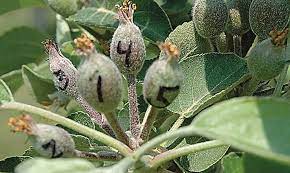 The tree is just reducing the quantity of fruit they carry in order to successfully ripen those that remain. Thinning Apples With More Confidence Good Fruit Grower