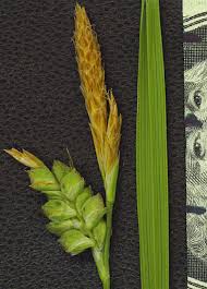 Image result for Carex conferta