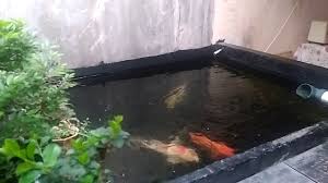 Oksigen Kolam Ikan Tanpa Listrik Infoakuakultur Com
