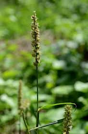 Image result for Cenchrus unisetus