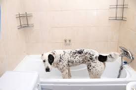 How often should you bathe your pet? Portrait Of The Sad Central Asian Shepherd Dog Standing In A Bathroom Alabai Dog Taking A Bubble Bath Looking At Camera 278447472 Larastock