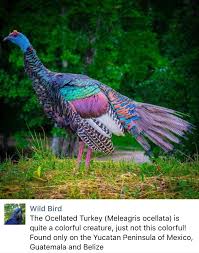 Wild Birds That Look Like Turkeys Oscillated Turkey Yucatan Peninsula Of Guatamala Belize Birds Beautiful Birds Animals Beautiful