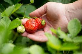 For most plants, this ripening hormone is ethylene. How To Grow Strawberries Bbc Gardeners World Magazine