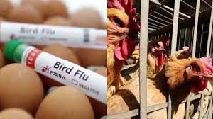 सावधान! बर्ड फ्लू 'कोरोना' से अधिक तबाही मचा सकता है, H5N1 वायरस क्यों है  खतरनाक? - caution against H5N1 influenza