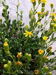 Image result for Senecio luembensis
