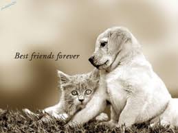 Download and use 30,000+ best friends stock photos for free. Best Friends Forever Wallpapers Wallpaper Cave