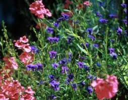 Image result for Monopsis