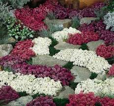 какие цветы посадить на даче чтобы цвели все лето Kakie Nizkoroslye Cvety Posadit V Klumbu Chtoby Cveli Vse Leto Odnoletnie Rasteniya Pochvopokrovnye Rasteniya Rasteniya