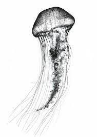 Check spelling or type a new query. Mushroom Jellyfish Drawing Novocom Top