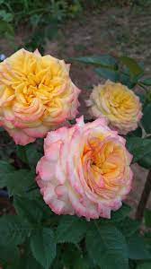 Smile Garden Delight Flowers Rose Garden