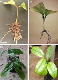 Image result for Gnetum africanum
