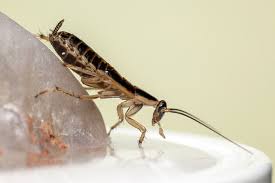 How To Get Rid Of Baby Roaches Kitchen Bathroom Tips