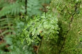 Image result for Hymenophyllum kuhnii