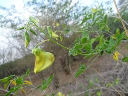 Image result for Crotalaria parvula
