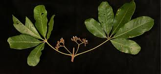 Image result for Vitex doniana