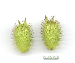 Image result for Xanthium