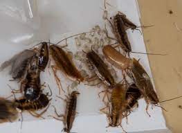 Engaged with a pest control service company to get rid of all the annoying pests in the house. Battling Bed Bugs And German Cockroaches Requires Cooperation And Continuous Integrated Pest Management Efforts