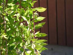 Image result for Maytenus chasei