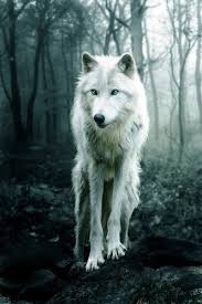 This Is My Wolf Nile She S Is A Gift From Artemis When I Was Born She Nile Was There I Can T Live Without Her Hayvan Fotografciligi Evcil Hayvanlar Hayvan