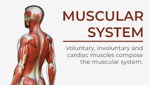 What do the muscles throughout the body do? Human Body Organ Systems Hill Ponton P A