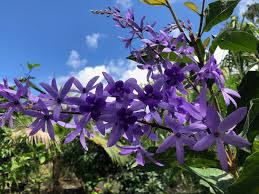 Image result for Petrea volubilis